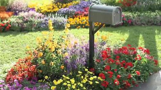 Överväga en vinstock för att växa upp posten som rymmer din brevlåda