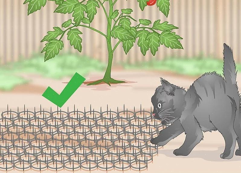 Bör fågelskådare i trädgården aldrig vidta åtgärder som medvetet kommer att skada katterna