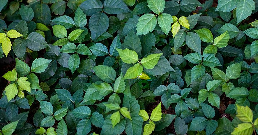 För att juvelväxter ska vara effektiva som behandling för utsläpp av giftig murgröna i svåra fall måste