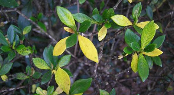 Övervattning som möjliga orsaker till gula löv på din gardenia