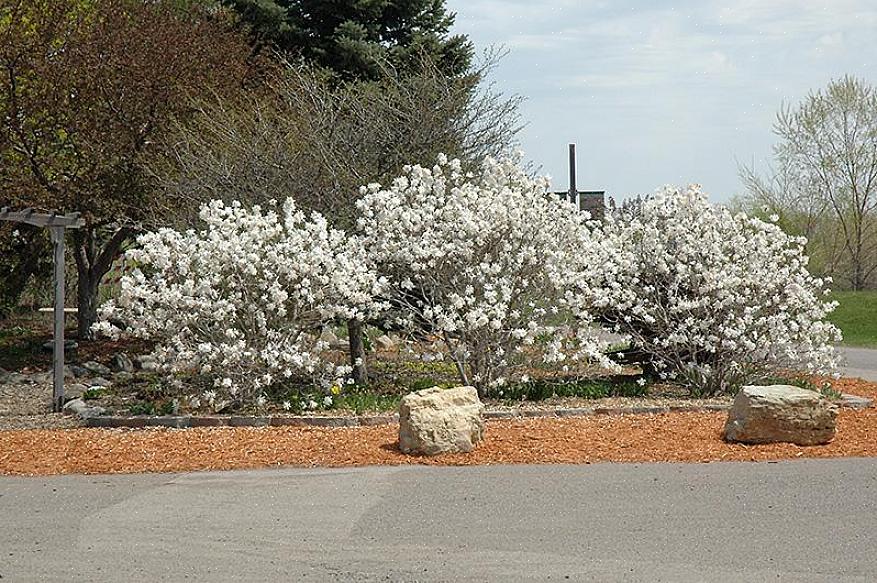 Stjärnmagnolia har en avrundad vana