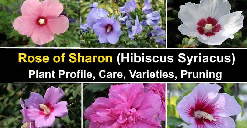 Rose of Sharon är ett av dina alternativ för en buske med vita blommor