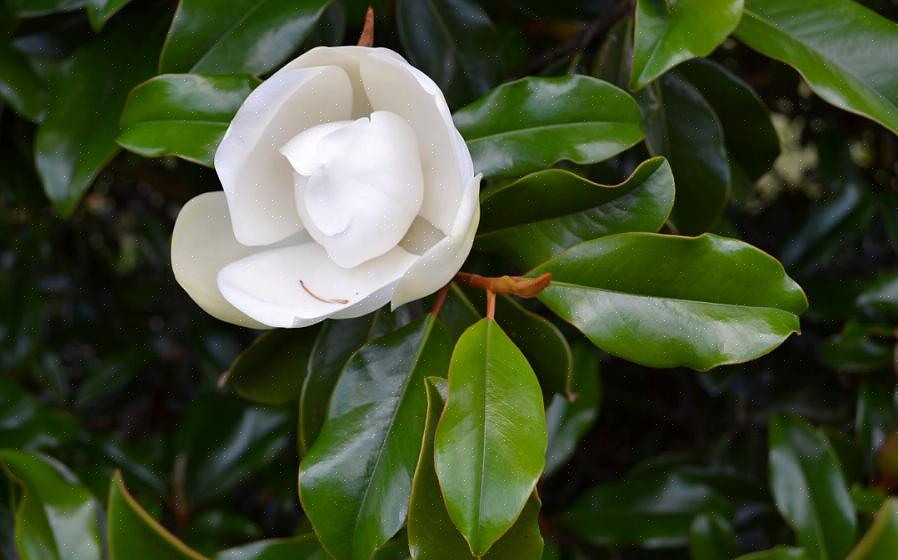 "Varför har jag bruna löv på min magnoliaträd?"