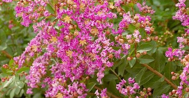 Det finns en liknande Pink Walloper för de som söker buskar med rosa blommor