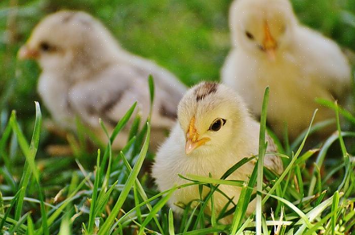 I näringslivet sedan 1937 är Ideal Poultry ett familjeägt kläckeri i Cameron