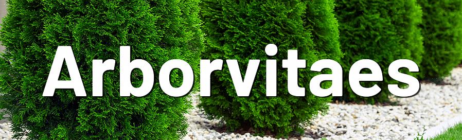 Den bästa tiden för beskärning av arborvitae-buskar är generellt sett senvinter eller tidig vår