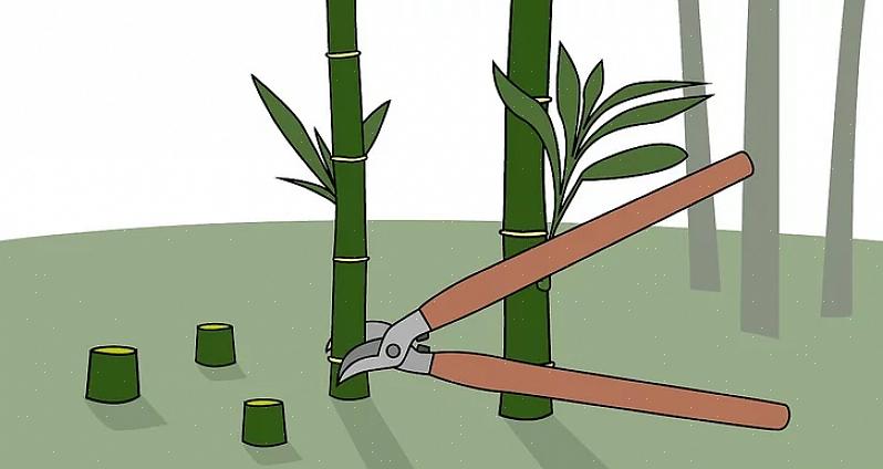 Om den täckta bambuplåstret skickar ut jordstammar bortom presenningarna