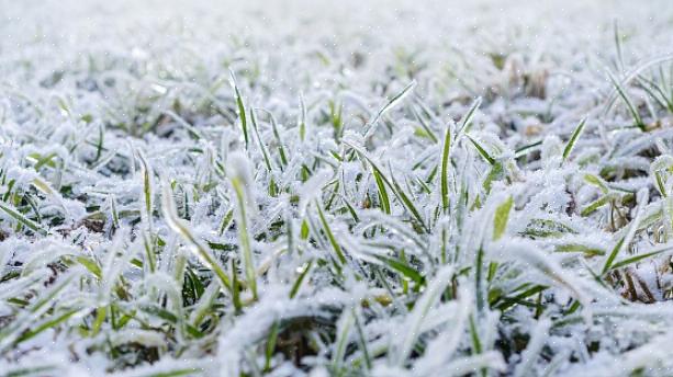Dessa tips kan verkligen hjälpa dig att göra din gräsmatta redo att överleva vintern så att du kan njuta