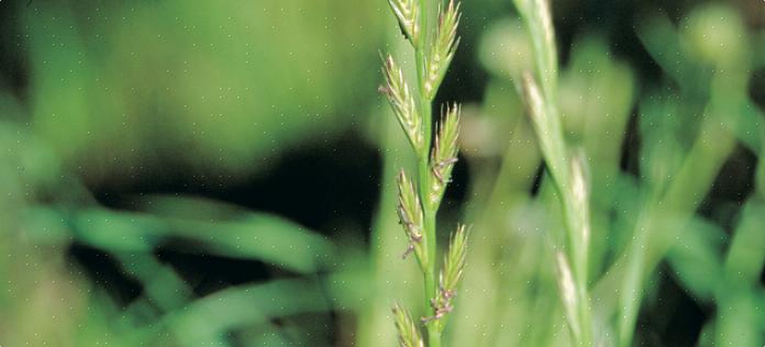 Liksom ettårig rajgräs är en annan styrka hos flerårig rajgräs att dess frö groddar snabbt