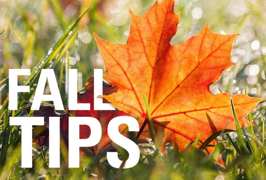 Så vilka skötseluppgifter för hösten ska du utföra för varma säsongsgräs
