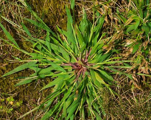 Crabgrass-utrotning har inspirerat en hel produktkategori