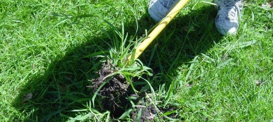 Crabgrass dör på vintern