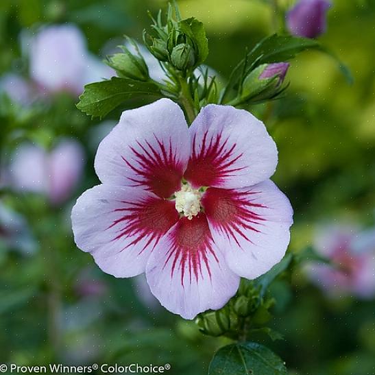 I de flesta regioner där rosen av Sharon trivs är blommorna bäst i juli