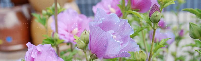 Under torra somrar kan rosen av Sharon-blomknoppar skadas av torka