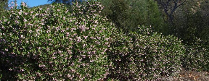 De lavendelfärgade blommorna i denna torktoleranta buske blommar länge