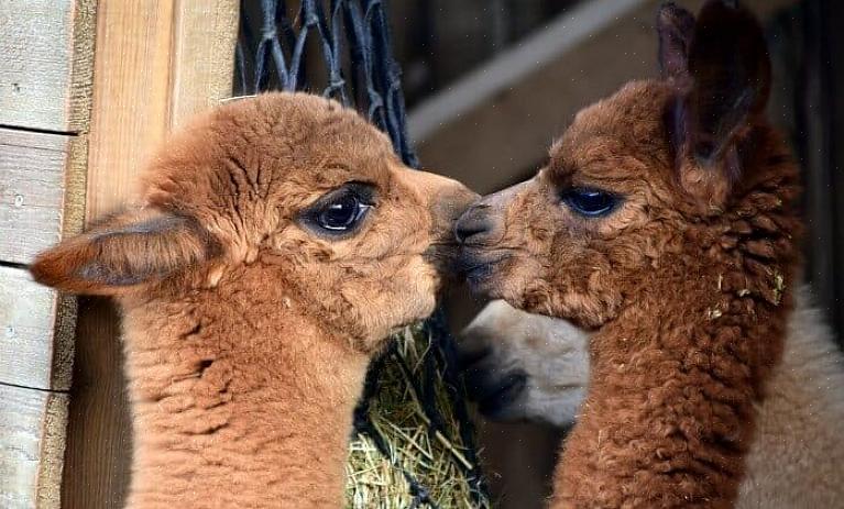 Alpacas växer snabbt upp som ett ullboskapdjur