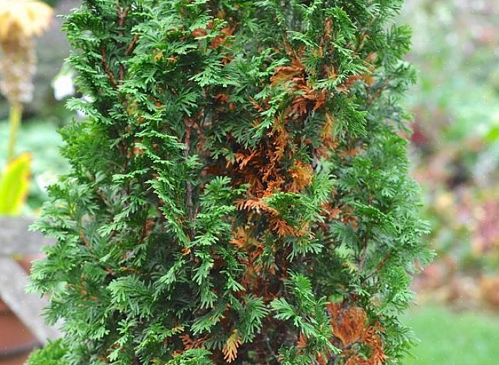 Men om din arborvitae buske blir brun på vintern eller tidigt på våren