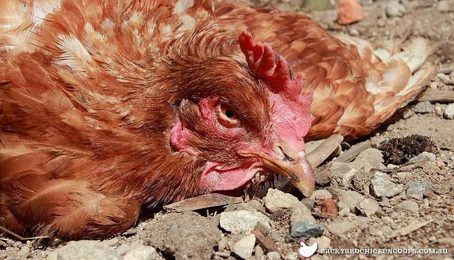 Om de drar blod kan problemet eskaleras eftersom kycklingar lockas till färgen röd