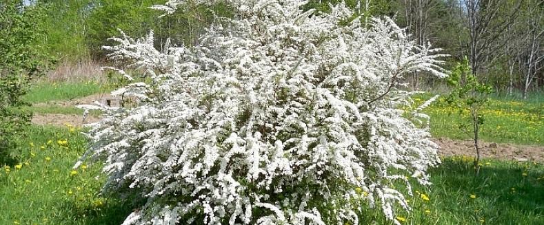 Brudkransen spirea är en medelstor lövträd som innehåller sprayer av små vita blommor