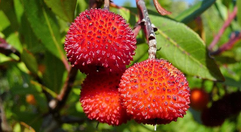 Förutom ett jordgubbträd kallas Arbutus unedo också Killarney jordgubbeträd