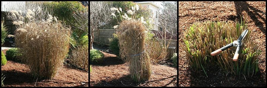 Om du väljer att låta dina prydnadsgräs stå genom vintern måste du klippa dem tidigt på våren innan ny
