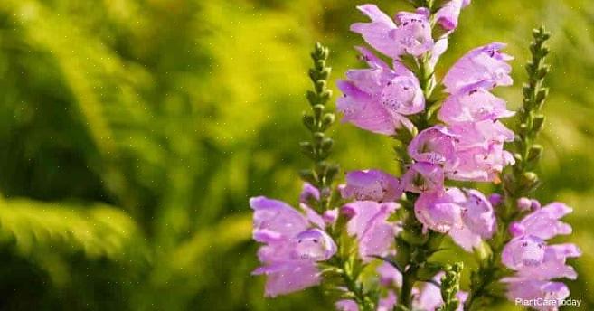 Lydig växt (Physostegia virginiana) fick sitt vanliga namn eftersom du kan böja de enskilda blommorna