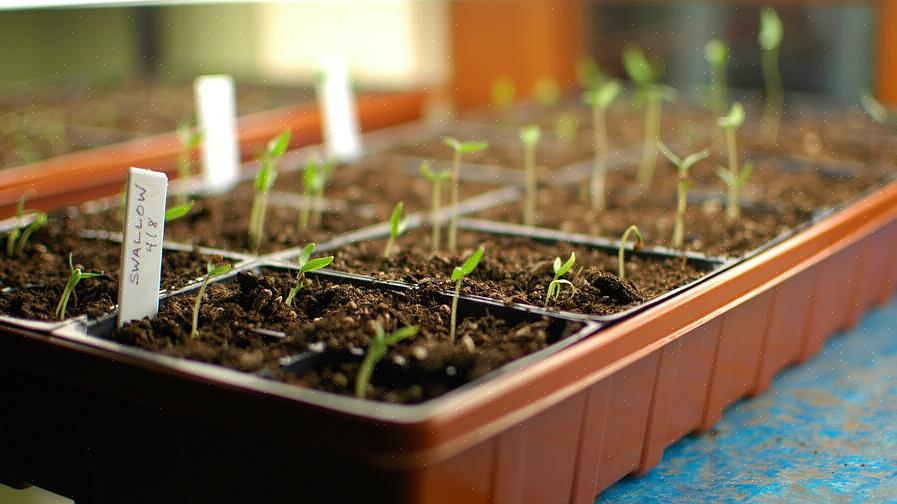 Att starta frön inomhus kräver samma grundläggande element som växande växter utomhus