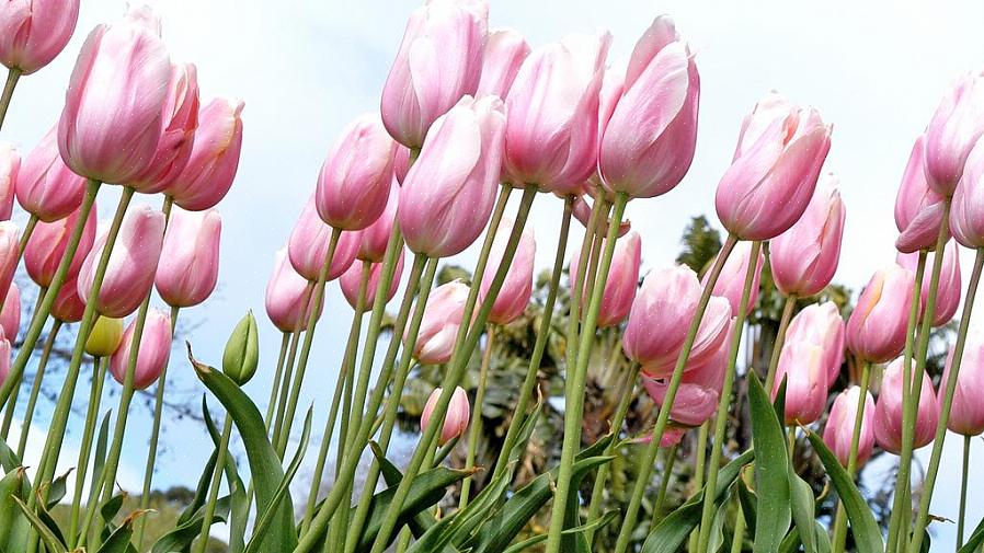 När du först planterar vårblommande lökar är det enda de behöver göra den vintern att skicka ner några nya