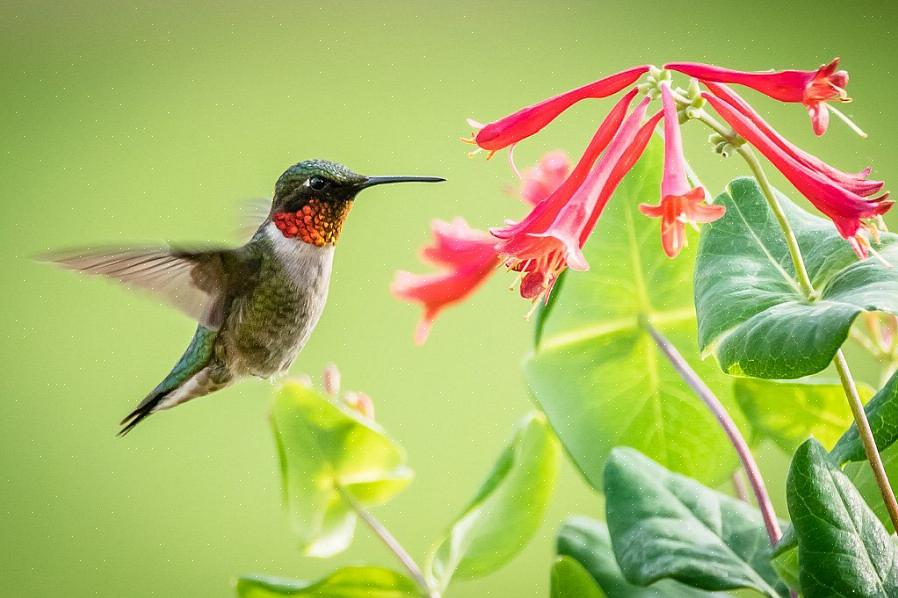 Att välja växter för att avsiktligt locka kolibrier kräver att du förstår hur kolibrier matar