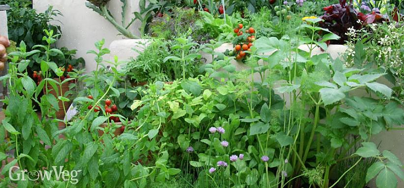 Bestäm sedan om du vill plantera en traditionell trädgård med några få Permaculture-designfunktioner
