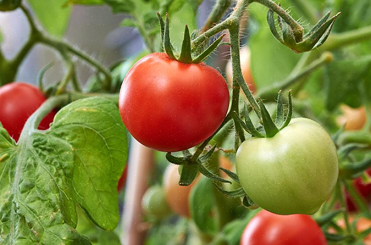 Runda frukter ungefär 42 dagar efter plantering