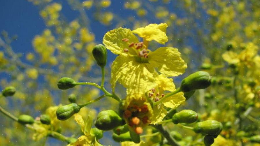 Syftet med manlig pollen är att pollinera kvinnliga växtdelar