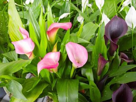 Asiatiska liljor har resulterat i ett bredare utbud av färger av trumpetliljor