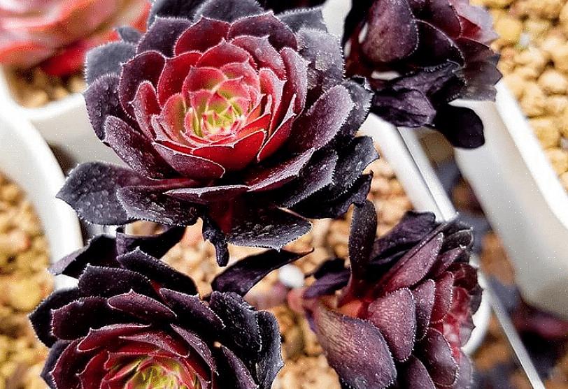 Relativt vanlig Aeonium