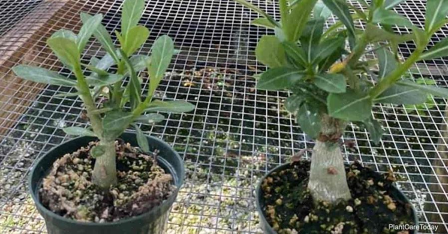 Ökenrosen (Adenium obesum) är en slående växt med saftiga stjälkar