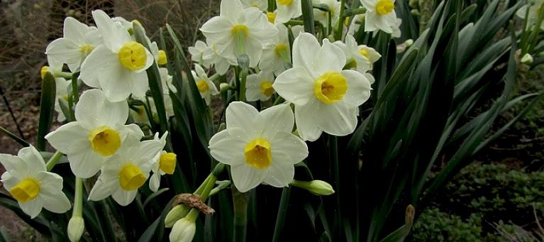De mest kända vårblommande lökarna är blommor som påskliljor