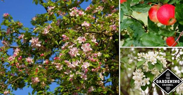 Äppelträd (Malus spp.) Och andra växter i rosfamiljen