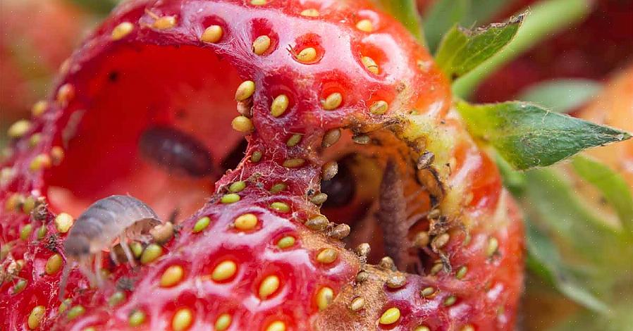De vanligaste jordgubbsskadegörarna är sniglar