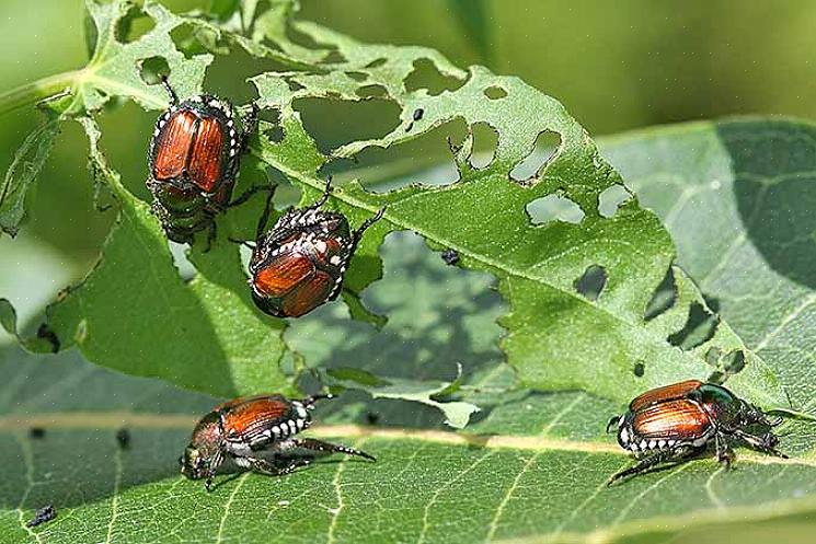 Närvaron av japanska skalbaggar kan också åtföljas av närvaron av mol som förstör din gräsmatta
