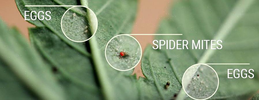 Spindelträdmider är bland de vanligaste skadedjur i trädgårdar
