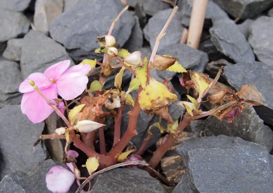 Balsam i a) Dessa är högre växter än vanliga Impatiens