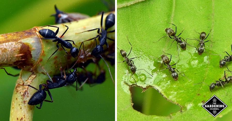 Myror är aggressiva