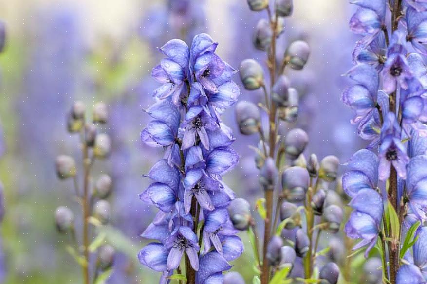 Monkshood är en lång växt som blommar sent på sommaren