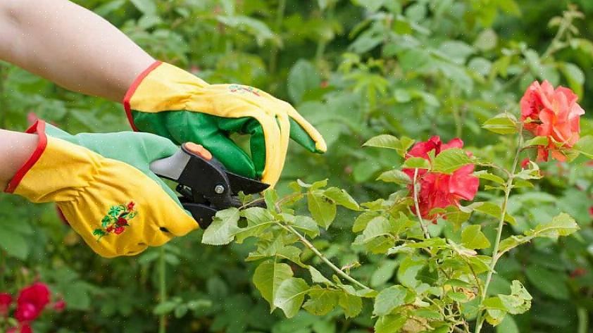 Minskar risken för svampsjukdom genom att öppna rosväxten för luftflöde