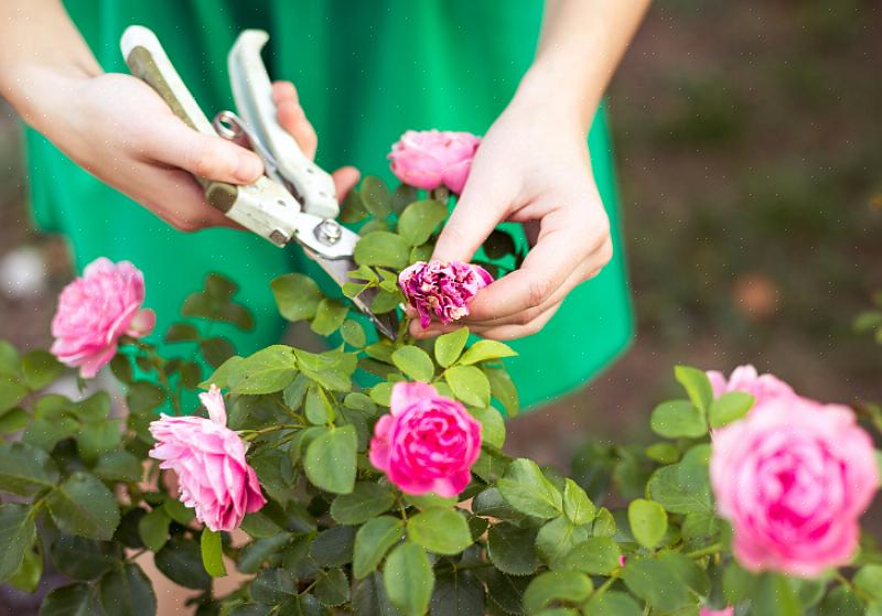 Du kan påverka de framtida blommorna i din rosbuske innan växten ens går i marken
