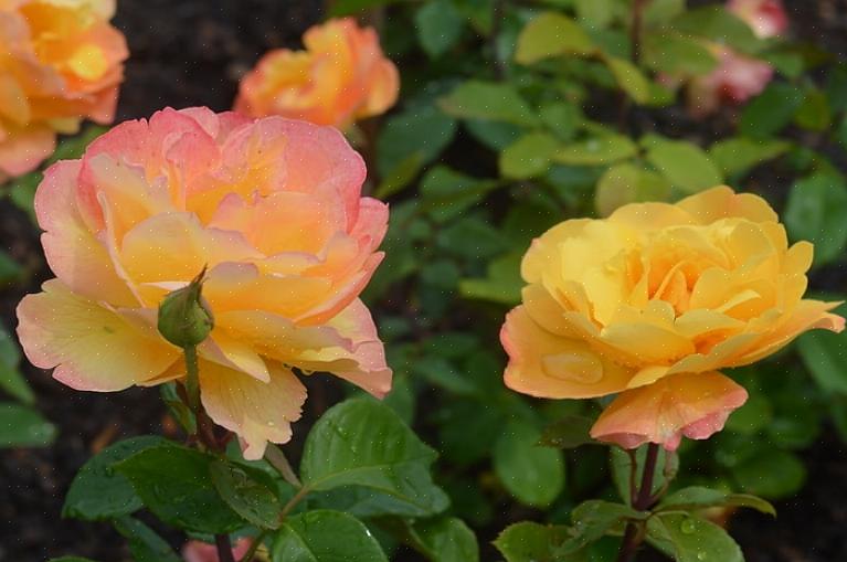 Överväga att förbättra både luftcirkulationen i rosenträdgården