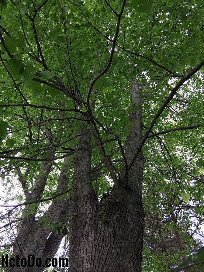 Detta träd kan förväxlas med det vanliga lindet som odlas i parker