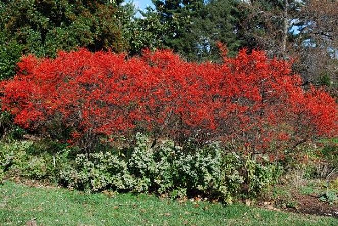 Winterberry Holly eller Winterberry är vår infödda våtmarksjärnka som tappar löven varje höst