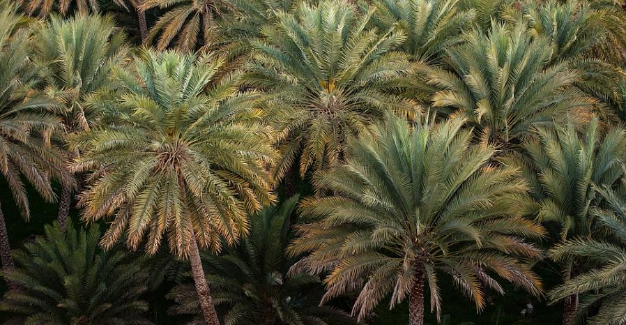 Frön från de flesta palmer hålls på förgrenade fluorescenser