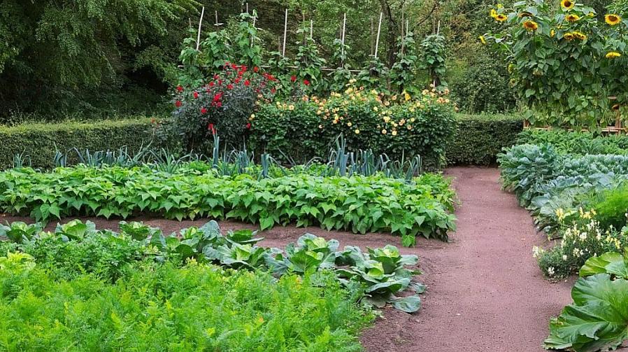 Hur mycket av varje grönsak ska du plantera för att mata en familj på fyra under växtsäsongen